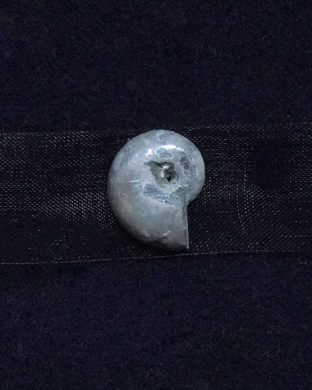 ammonite akoya ribon choker