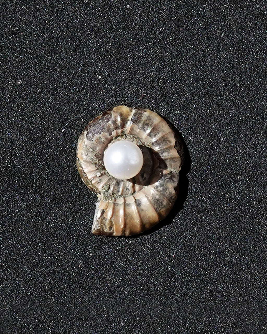 ammonite akoya ring