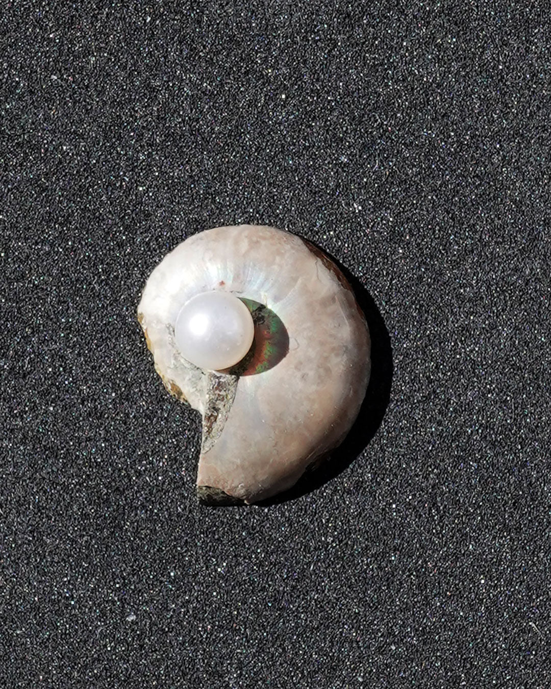 ammonite akoya ring