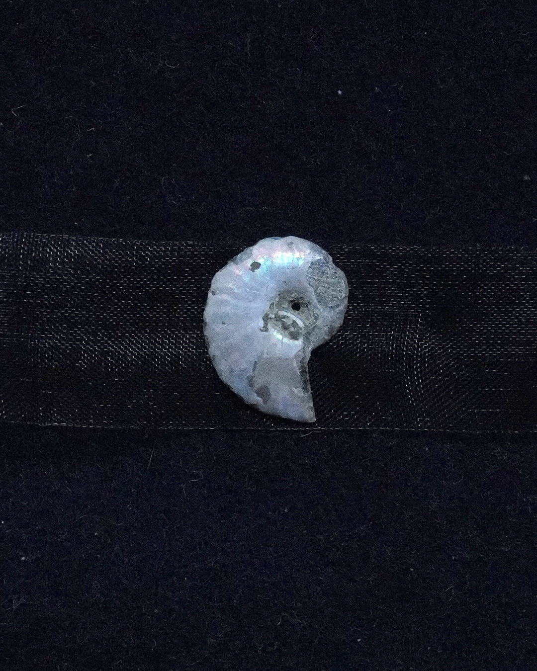 ammonite akoya ribon choker