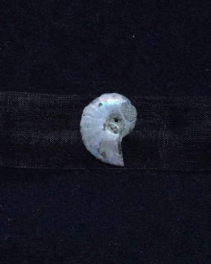 ammonite akoya ribon choker