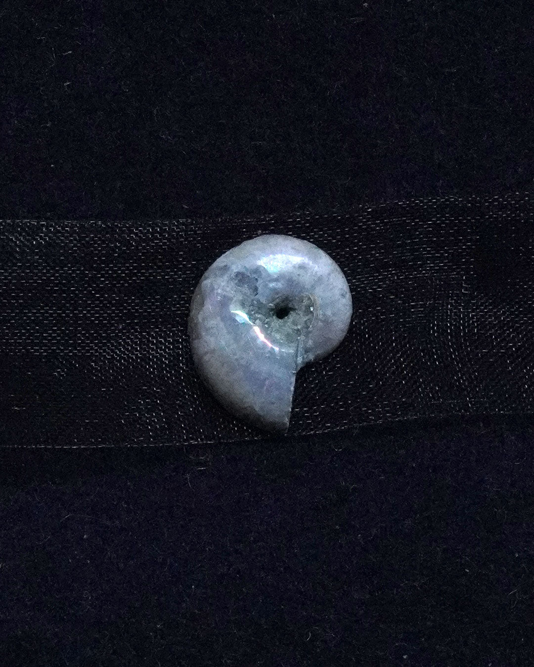 ammonite akoya ribon choker