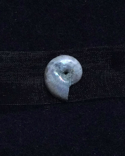 ammonite akoya ribon choker