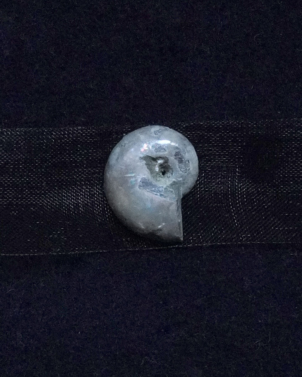 ammonite akoya ribon choker