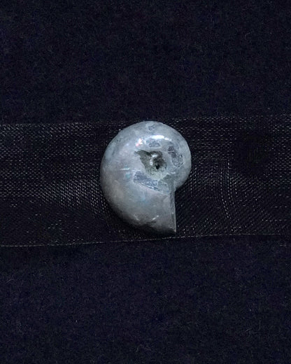 ammonite akoya ribon choker